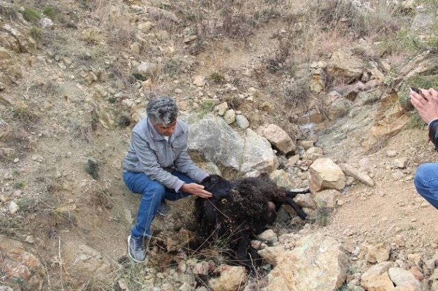 Sokak Köpekleri 7 Koyunu Telef Etti