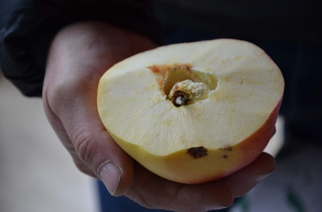Adı Konulmamış, Tadı Bilinmeyen Meyve Kafaları Karıştırdı
