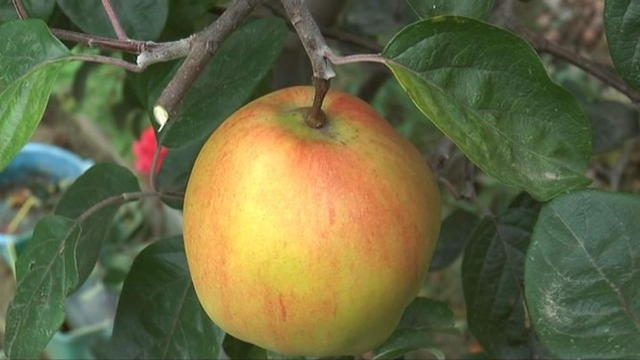 Adı Konulmamış, Tadı Bilinmeyen Meyve Kafaları Karıştırdı