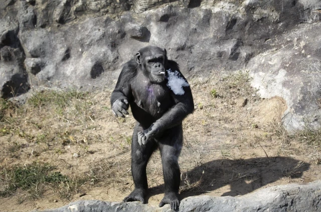 Sigara İçen Şempanze Geniş Yankı Uyandırdı