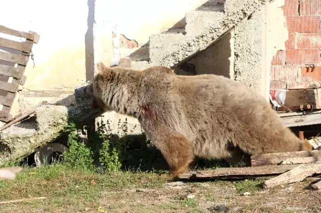 Gümüşhane Kelkit'te Gündüz Vakti Köye Ayı İndi