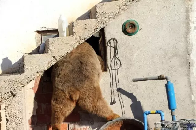 Gümüşhane Kelkit'te Gündüz Vakti Köye Ayı İndi