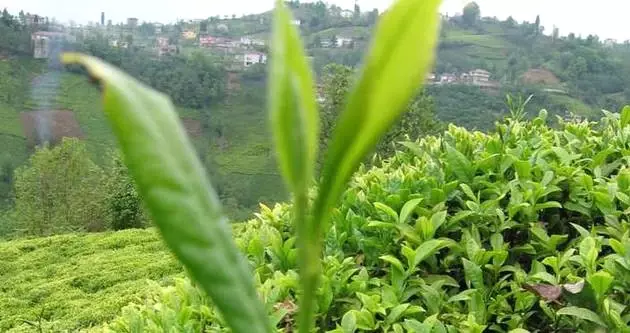 Beyaz Çay Üretimi Yetersiz Kalınca Yurt Dışı Talebi Karşılanamadı