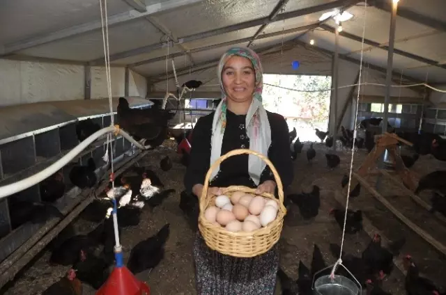 Kapıcı Olacaktı, Yumurta Tavukçusu Oldu