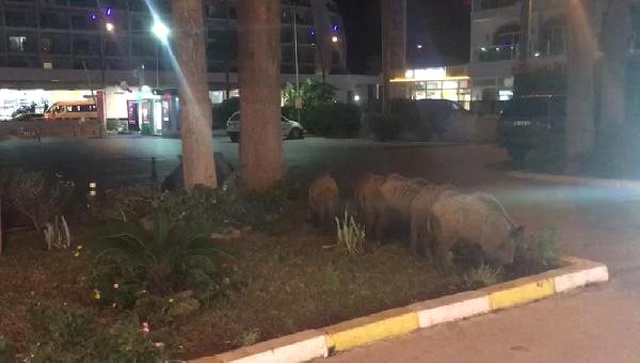 Aç Kalan Domuz Sürüsü Şehre İndi