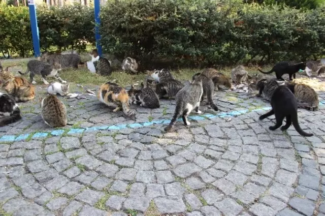 'Kedi Bölüğü' Sabah İçtimasında