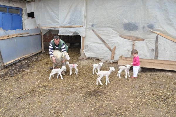 Malkara'da Merinos Cinsi Koyun Bir Defada Beşiz Doğurdu