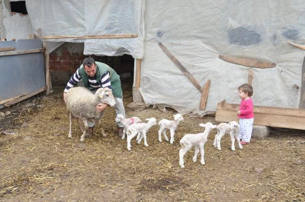 Malkara'da Merinos Cinsi Koyun Bir Defada Beşiz Doğurdu