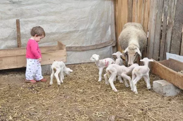Malkara'da Merinos Cinsi Koyun Bir Defada Beşiz Doğurdu