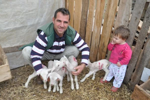 Malkara'da Merinos Cinsi Koyun Bir Defada Beşiz Doğurdu