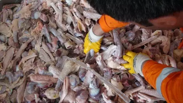 Hem Lezzetli Hem Değerli! Kars'ta Kar Yiyen Kazların Kesimi Başladı