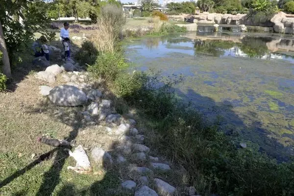 Antalya'da Vahşet! Kedileri, Yakarak, Suda Boğarak, Bıçaklayarak Öldürdüler