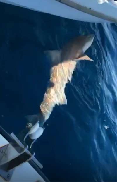Kuşadasında Avlanan Amatör Balıkçının Oltasına Köpekbalığı Takıldı