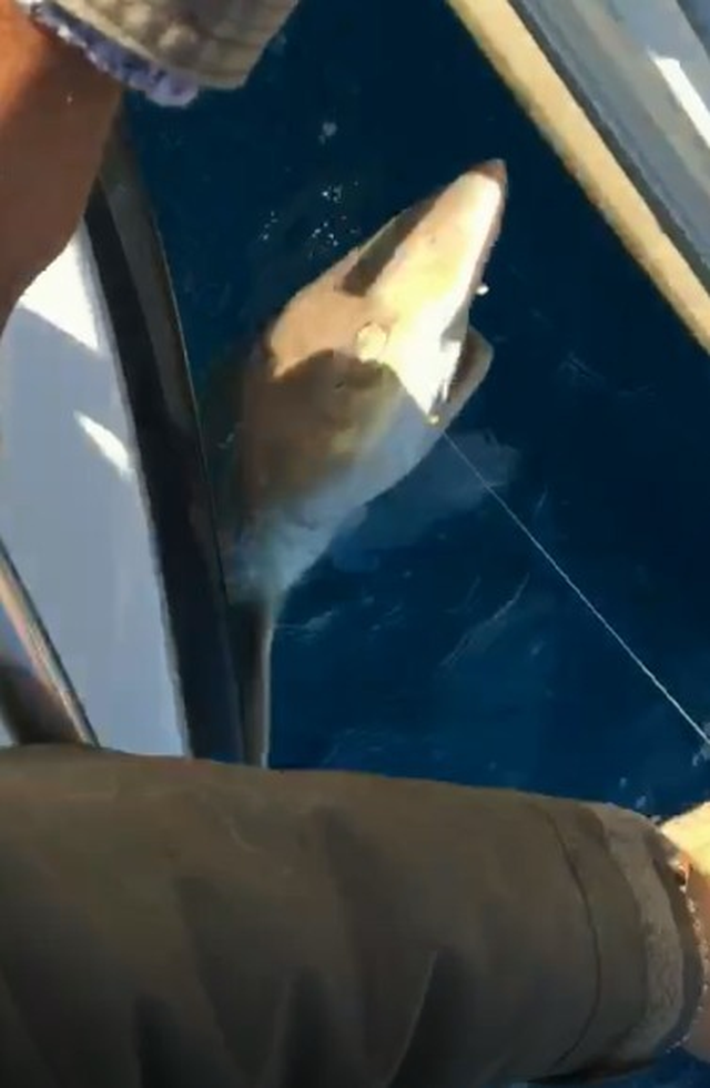 Kuşadasında Avlanan Amatör Balıkçının Oltasına Köpekbalığı Takıldı