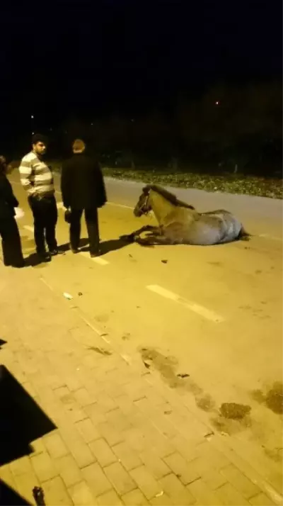 Başıboş At Aniden Yola Fırladı, Çarpan Araç Hurdaya Döndü