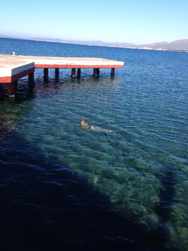 İzmirlilere Akdeniz Foku Sürprizi! Denizde Görünüp, Sahile Çıktı