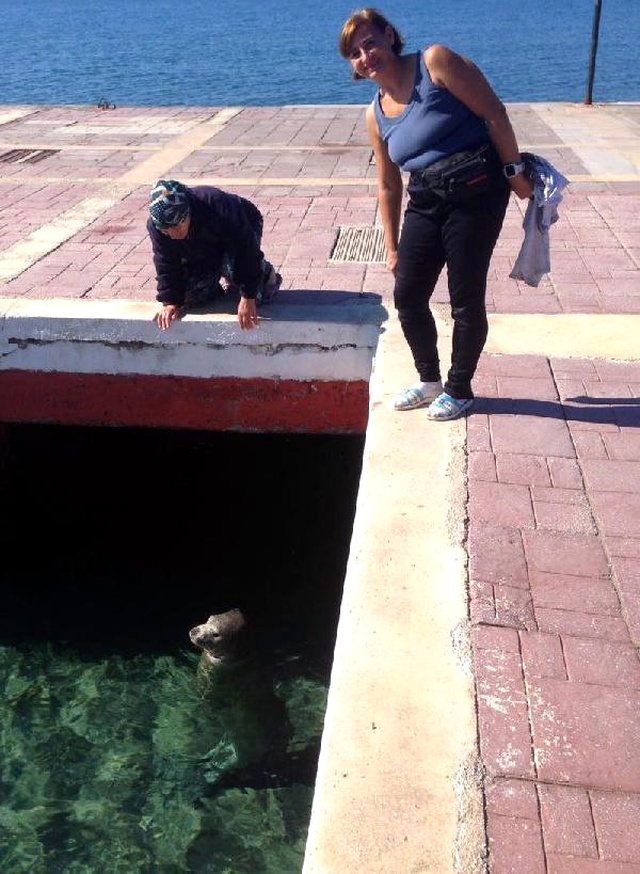 İzmirlilere Akdeniz Foku Sürprizi! Denizde Görünüp, Sahile Çıktı