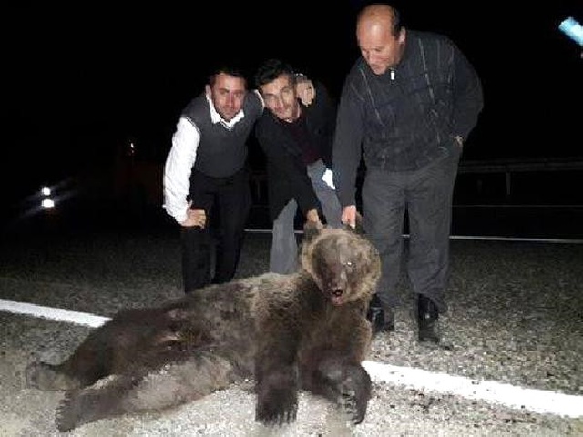 Otomobil Çarpan Ayı Telef Oldu, Sürücüler Fotoğraf Çektirdi