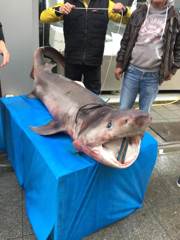 Darıca'da 3.5 Metrelik Köpek Balığı Yakalandı