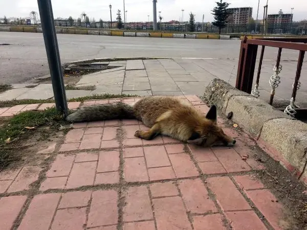 Palandöken İlçe Merkezine İnen Tilkiye Otomobil Çarptı