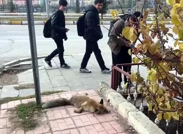 Palandöken İlçe Merkezine İnen Tilkiye Otomobil Çarptı