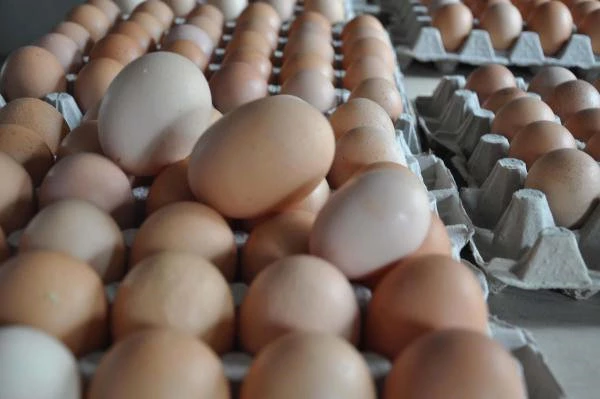 Çiftliğe Müzik Yayını Yapıp Yumurta Verimini Artırdı