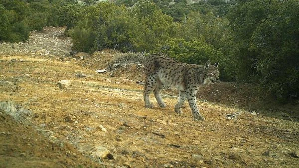 Fotokapanla İlk Kez Çakal Görüntülendi