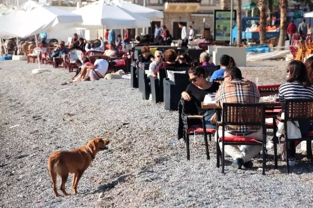 Doğuda Kar Çilesi, Bodrum'da Deniz Keyfi