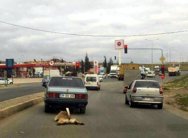 Otomobilin Arkasında Sürüklenen Köpeğe El Konuldu, Sürücüye 526 Lira Ceza Kesildi
