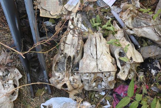 İzmir'de Bulunan Hayvan Kafatasları Şaşkınlığa Sebep Oldu