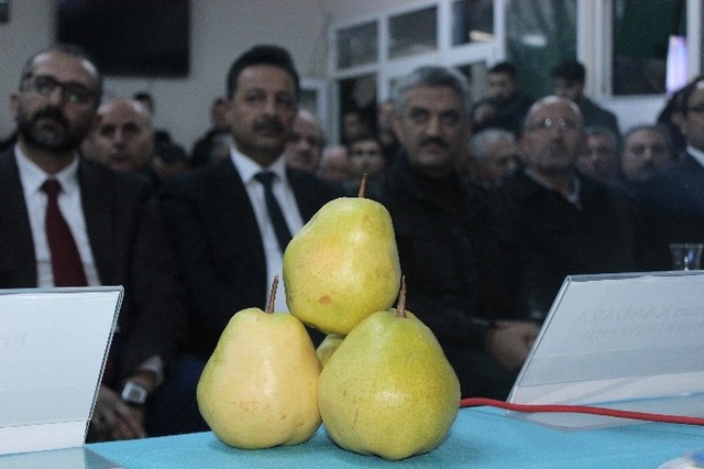 Bursa'da Deveci Armudu Konuşuldu