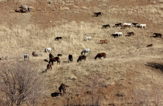 Hakkari'de Kaçakçılardan Alınan 60 Katır Koruma Altında