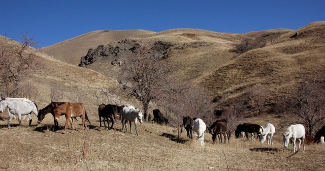 Hakkari'de Kaçakçılardan Alınan 60 Katır Koruma Altında
