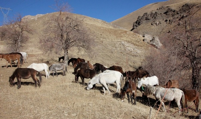 Hakkari'de Kaçakçılardan Alınan 60 Katır Koruma Altında