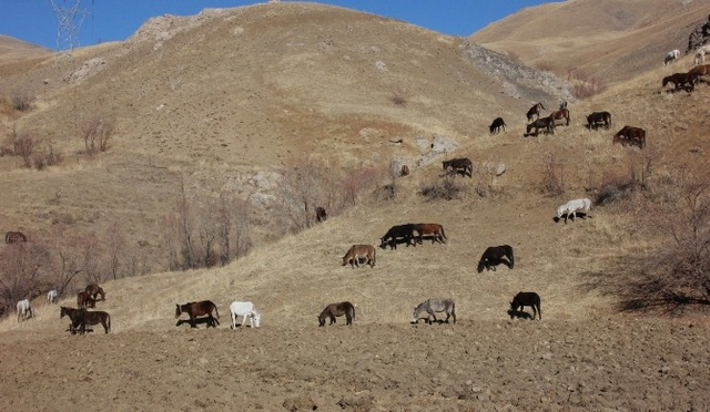 Hakkari'de Kaçakçılardan Alınan 60 Katır Koruma Altında