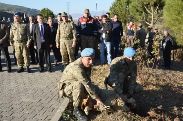 Kahraman Komandolara Niksar'da Davullu-Zurnalı Karşılama