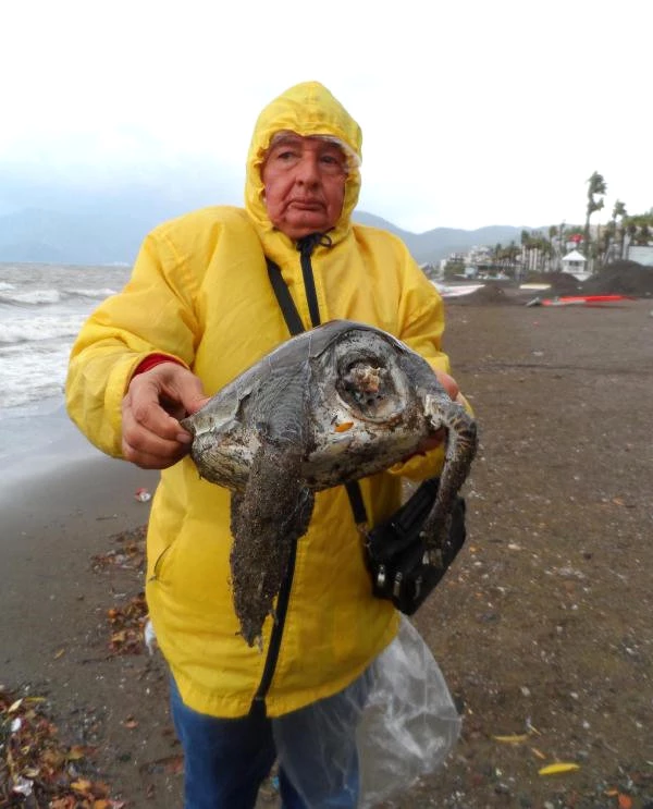 Sahile Kafası Kopmuş Caretta Caretta Vurdu