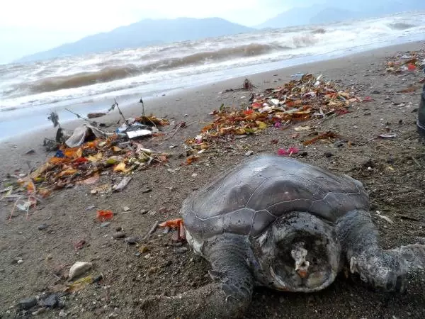 Sahile Kafası Kopmuş Caretta Caretta Vurdu