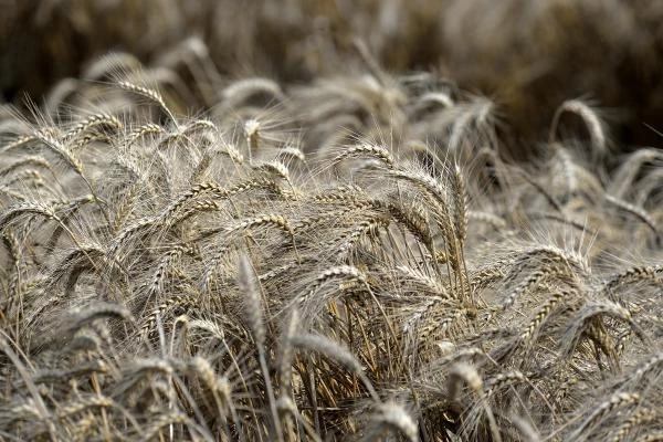 Buğday Üretimi Dünyada Arttı, Türkiye'de Azaldı