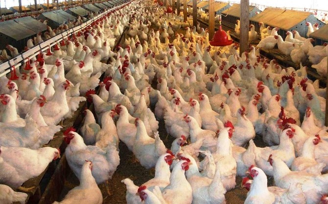 Yurt Dışında Hortlayan Kuş Gribi Türkiye'ye Yaradı, İhracat Arttı