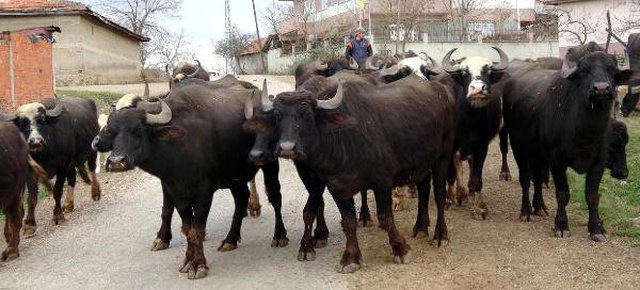 Sulak Alan Azaldı, Manda Sayısı 1 Milyondan 100 Bine Düştü