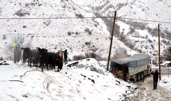 Çiftçiye Dağıtılan Anguslar Dağlık Alana Kaçtı