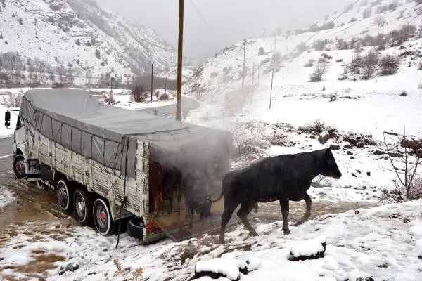 Çiftçiye Dağıtılan Anguslar Dağlık Alana Kaçtı