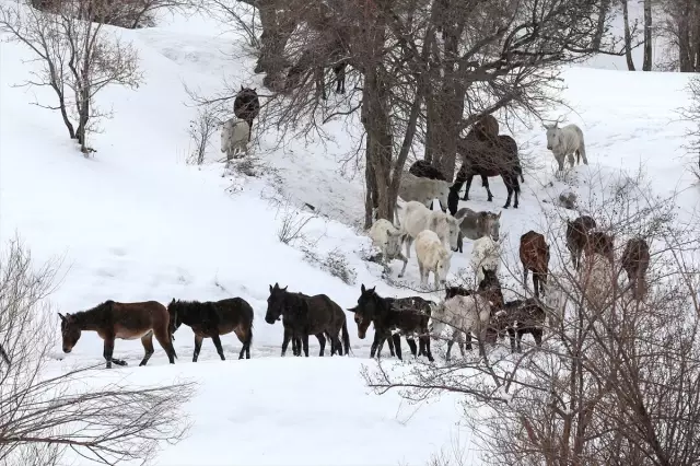 Kaçakçılıkta Kullanılan 63 Katır İhaleyle Satılacak