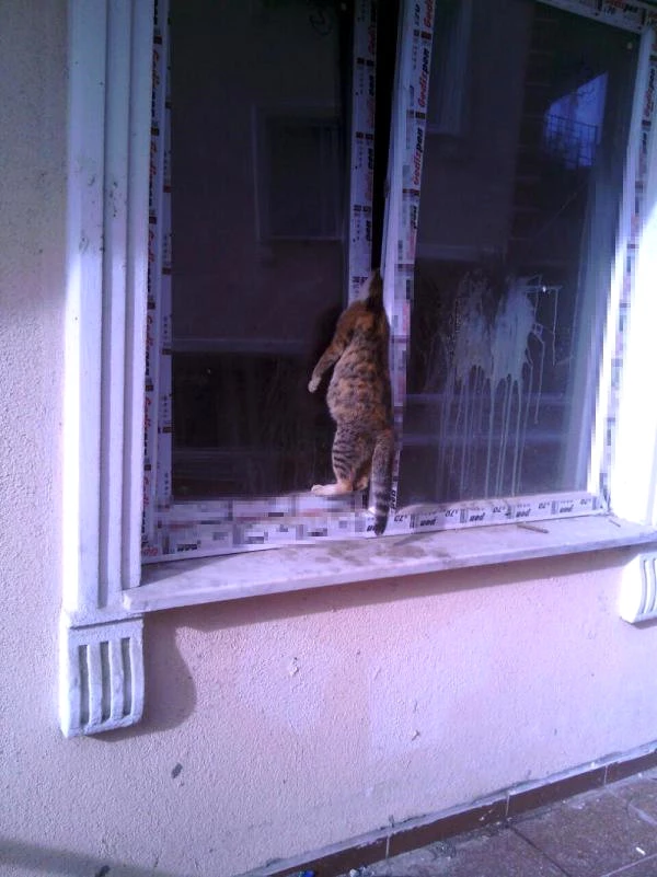 Yavrularına Ulaşmak İsteyen Kedi, Pencerede Sıkışarak Boğuldu