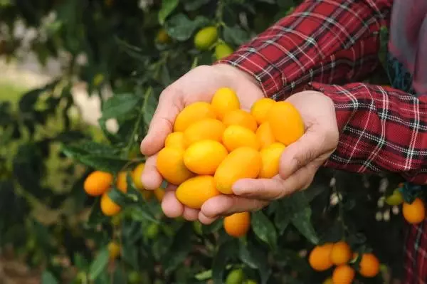 Turunçgillerin Mücevheri! C Vitamini Deposu Kamkat Satışa Sunuldu