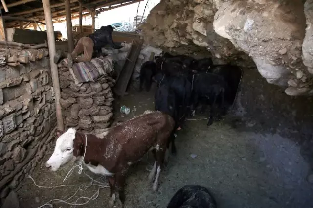 Çiftçilere Dağıtılırken Kaçan Firari Anguslar Bulundu