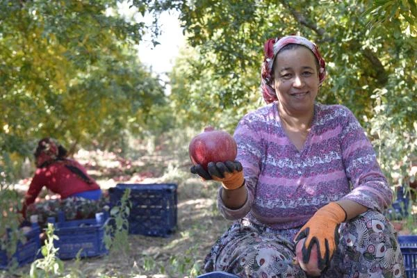 Rusya'ya İhracat Durunca Fiyatı Düştü, Nardan Birçok Farklı Ürün Üretildi