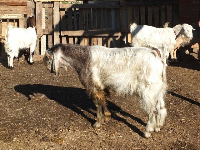 1 Metrelik Boylarıyla Bir Batında 8 Oğlak Doğurup, 8 Litre Süt Veriyorlar