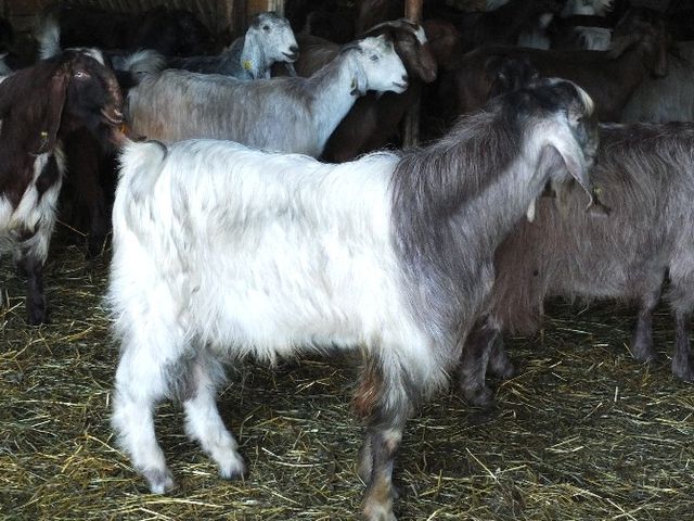 1 Metrelik Boylarıyla Bir Batında 8 Oğlak Doğurup, 8 Litre Süt Veriyorlar